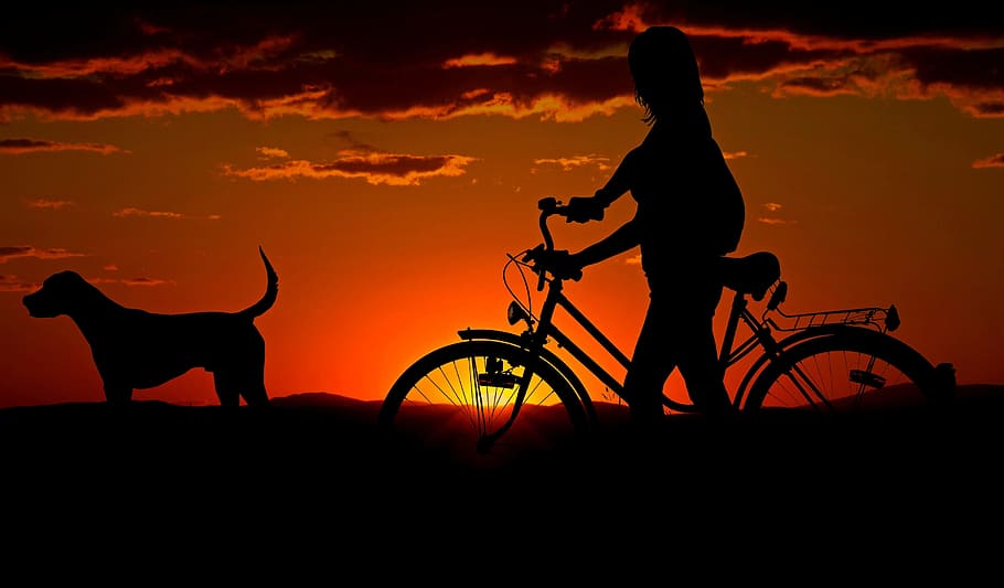 silueta, persona, bicicleta, perro, mujer, niña, puesta de sol, caminar, abendstimmung, animal