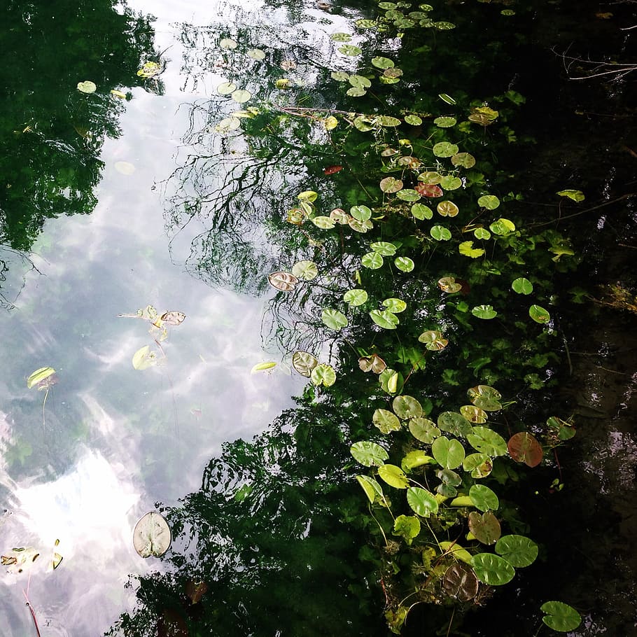 water, creek, nature, forest, lilypads, tree, plant, growth, day, green color