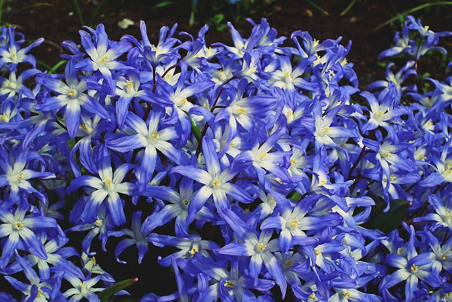 bunga, biru, musim semi, taman, kelopak bunga, keindahan, alam, closeup, tanaman berbunga, kerentanan