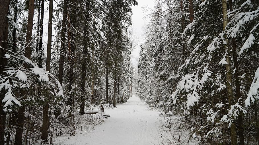 forest, winter, glade, trail, frost, forests, nature, snow, landscape, cold