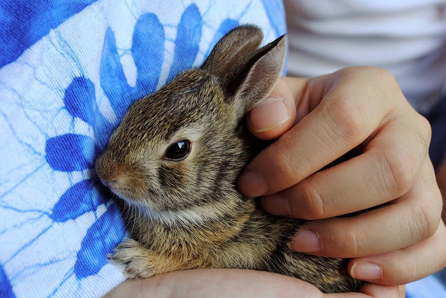 person, holding, brown, animal, Baby, Rabbit, Brown, bunny, baby bunny, baby rabbit, hands