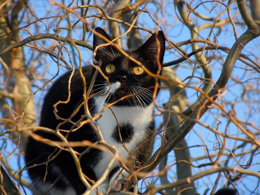 dangkal, fotografi fokus, kucing tuksedo, kucing, tersembunyi, hewan, memanjat, pohon, mengintai, tema binatang