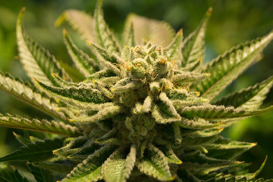 close-up photo, green, leaf plant, cannabis, pot, weed, marijuana, drug, plant, natural