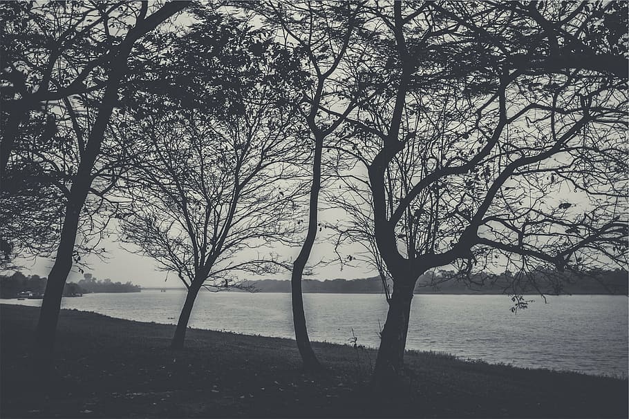 grayscale photography, trees, calm, body, water, grayscale, near, seashore, branches, lake