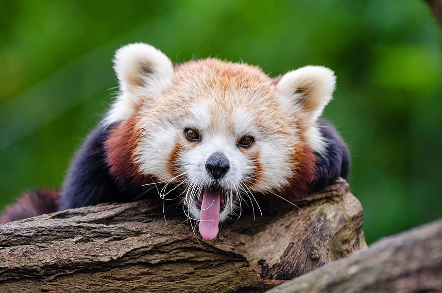 brown, animal, sticking, tongue, closeup, Red Panda, yawning, yawns, english-speaking, cute