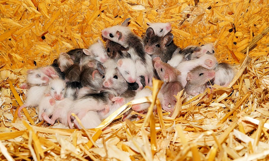 white, brown, mice, mastomys, nest, young animals, cute, society, babies, fur