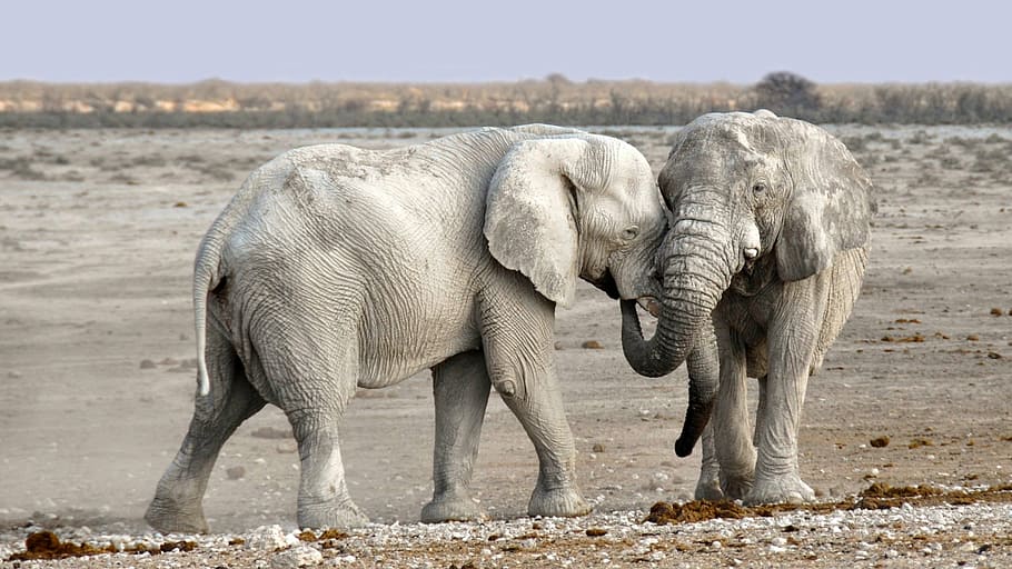 two elephants, elephant, africa, namibia, nature, dry, heiss, national park, animal, african bush elephant