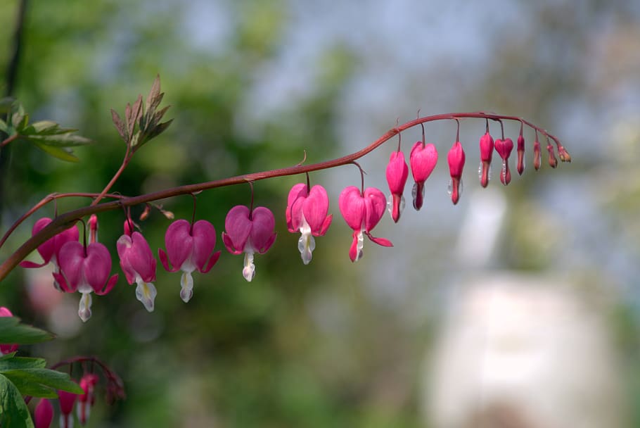 Pink Hearts Flowers Heart Flower The Stem Garden Nature Pink Plant A Garden Plant Pxfuel