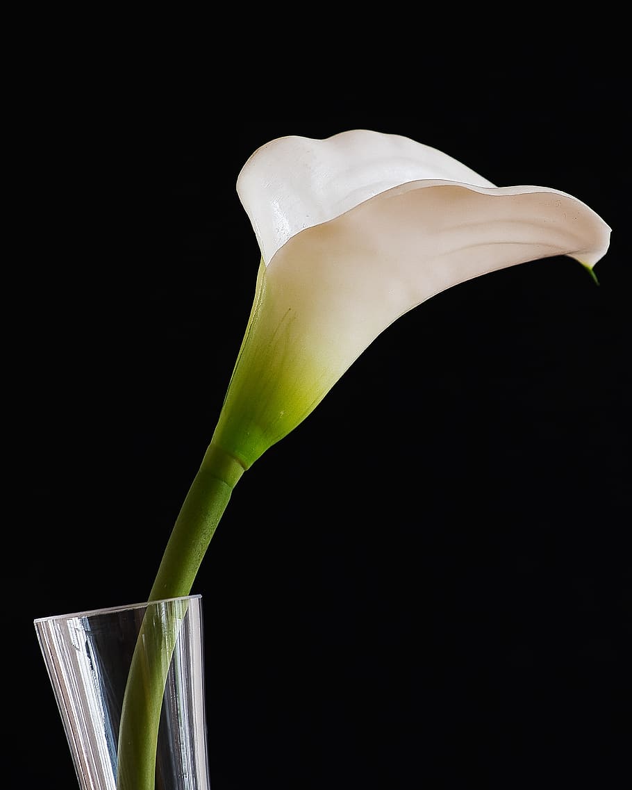 calla, ainda vida, flor, branco, vaso, flora, deco, verde, fotografia de estúdio, fundo preto