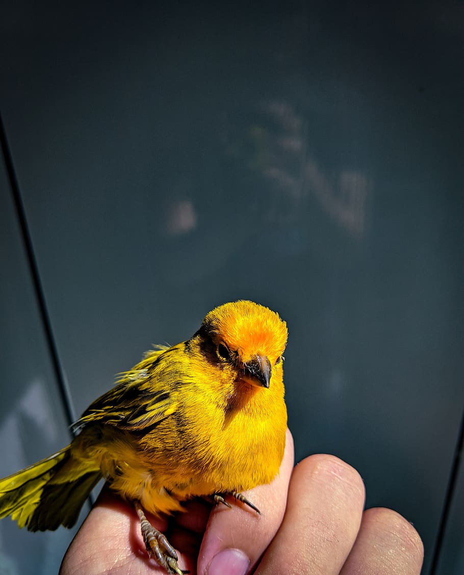 Про желтую птичку. Маленькая желтенькая птичка. Маленькая желтая птичка. Желтая красивая птица. Красивые маленькие желтые птички.