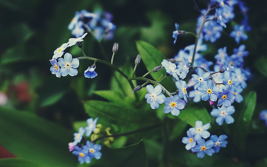 flowers, nature, plants, garden, close up, bokeh, outdoors, spring, bloom, blossom