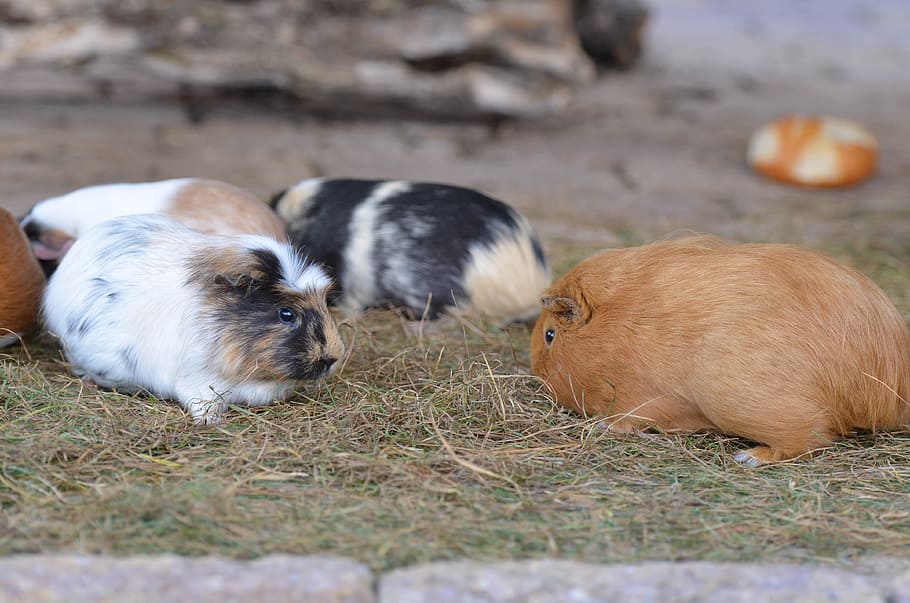 Guinea Pig, Zoo, Sweet, external attitude, eat, small, animal, cute, animal themes, domestic animals