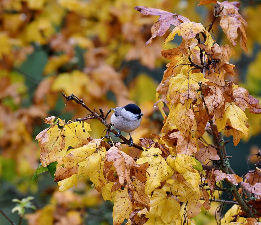 tit, bird, matkop, songbird, branch, autumn leaves, autumn, fall colors, plumage, focus on foreground