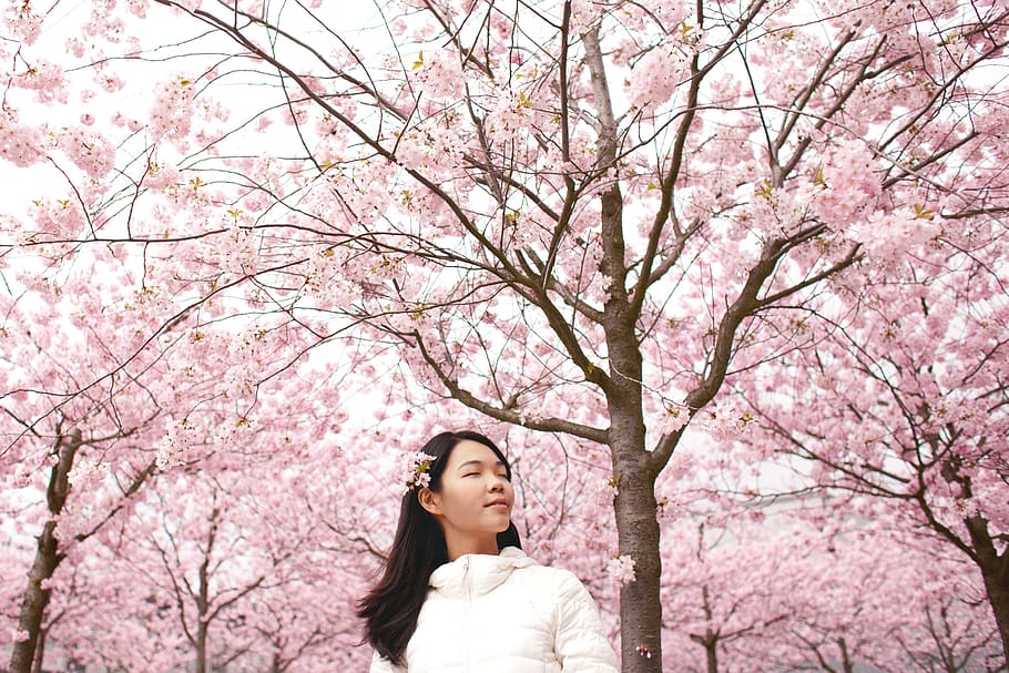 flower, blossoms, pink, winter, nature, petals, people, girl, trees, tree