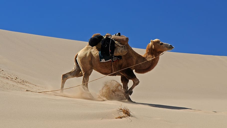 달리기, 갈색, 낙타, 모래, 몽골리아, 사막, 모래 언덕, 운동, 포유 동물, 가축