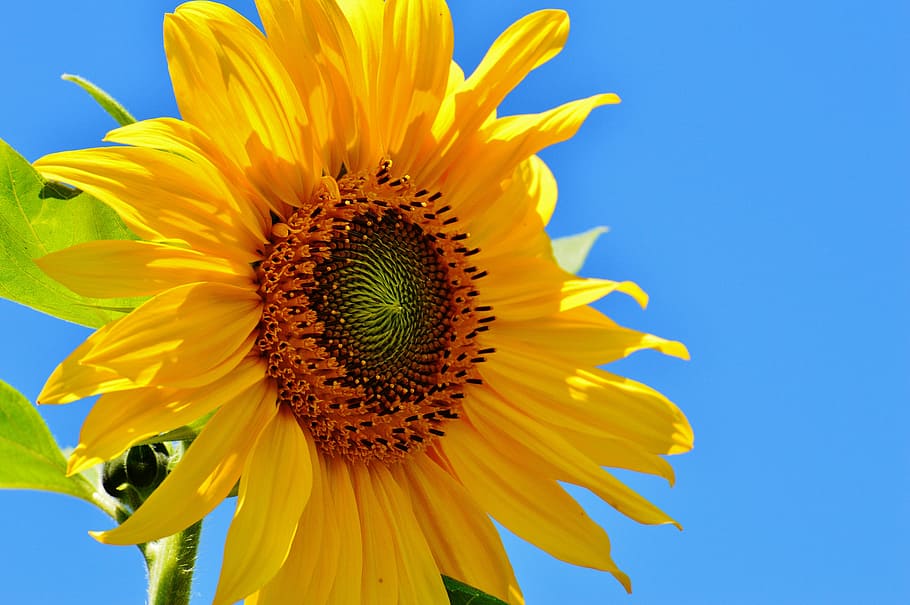 close-up photo, sunflower, blue, sky, sun flower, summer, garden, blossom, bloom, yellow