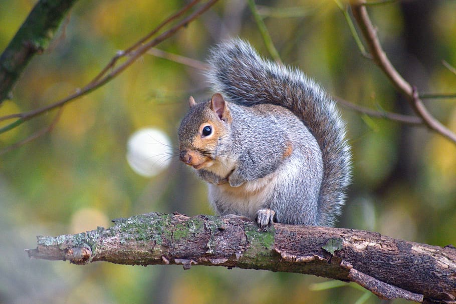 beautiful squirrel, autumn, leaves, nature, squirrel, tree, green, forest, outdoor, animals