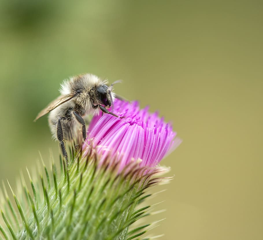 closeup, foto, lebah madu, merah muda, bunga petaled, lebah, thistle, istirahat, serangga, bunga thistle