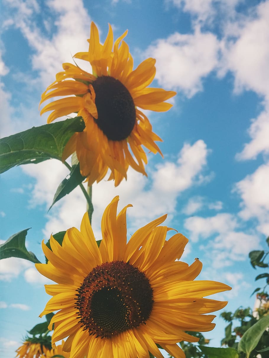 bunga matahari, kuning, kelopak, bidang, pertanian, taman, alam, tanaman, biru, langit
