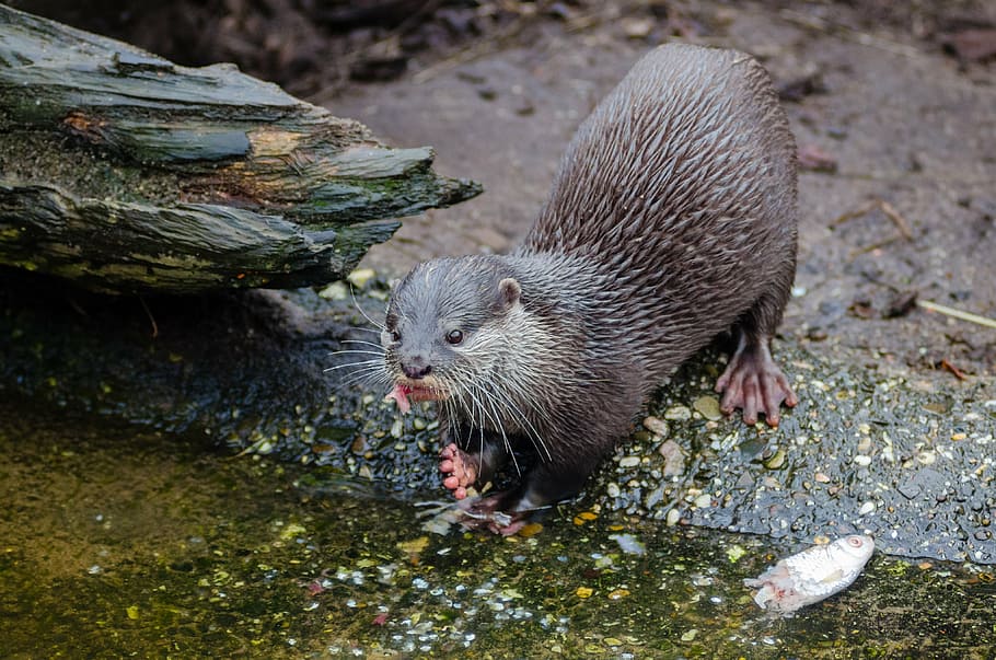 sea lion, otariid, marine mammal, carnivore, small ears, animal, nature