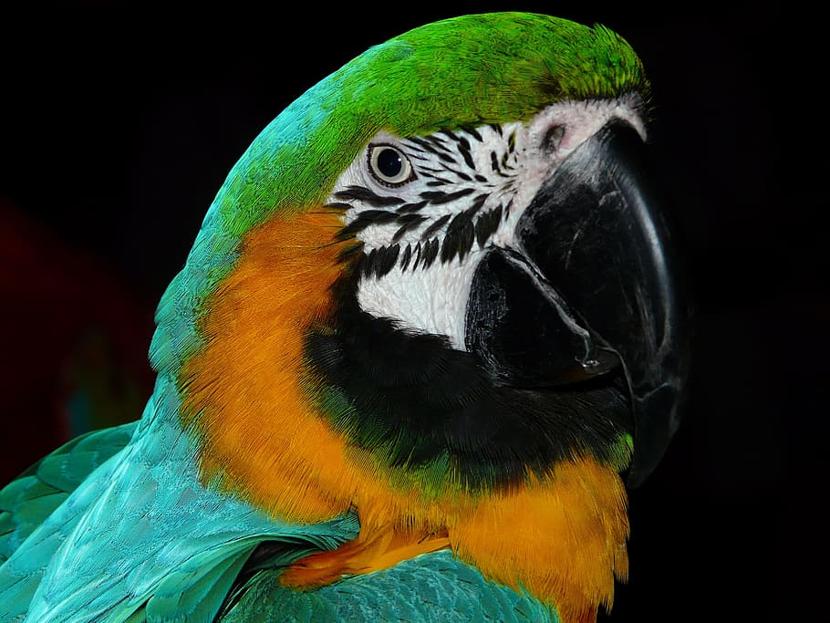 teal macaw, black, background, parrot, bird, animal, colorful, plumage, feather, color