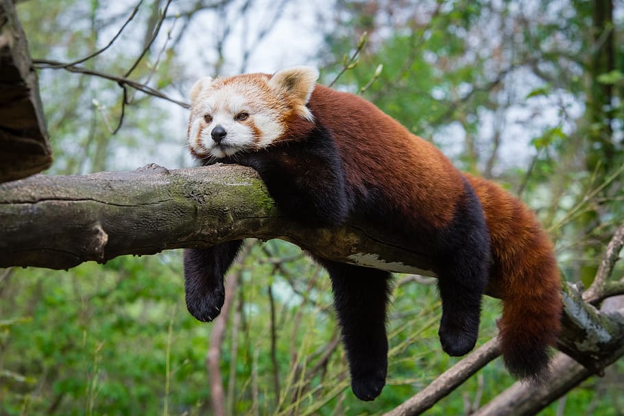 Panda-vermelho, 4 patas, animal, deitado, ramo, temas animais, vida selvagem animal, panda vermelho, mamífero, árvore