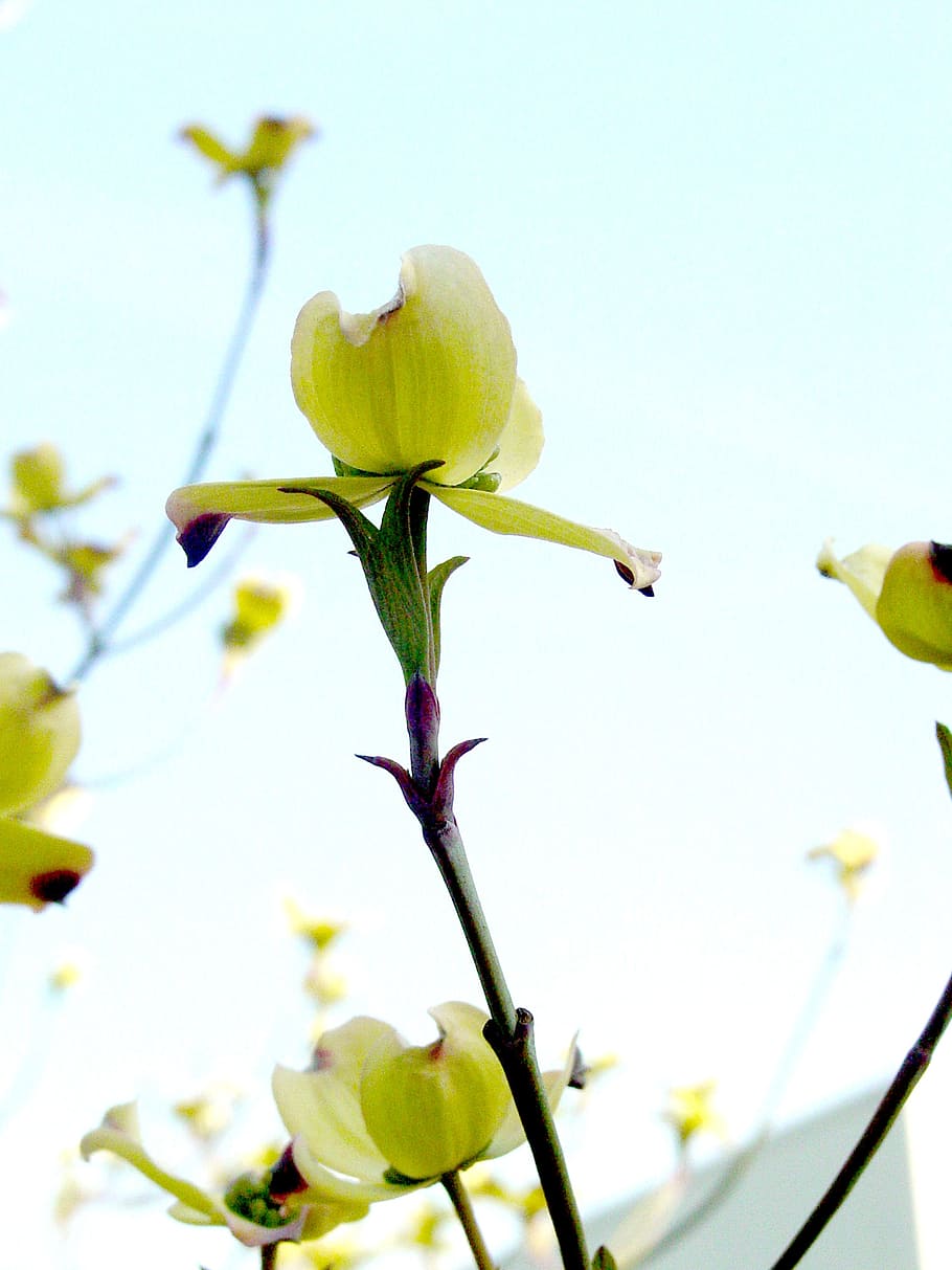 dogwood, flower, tree, sky, spring, green, flowering plant, plant, growth, beauty in nature