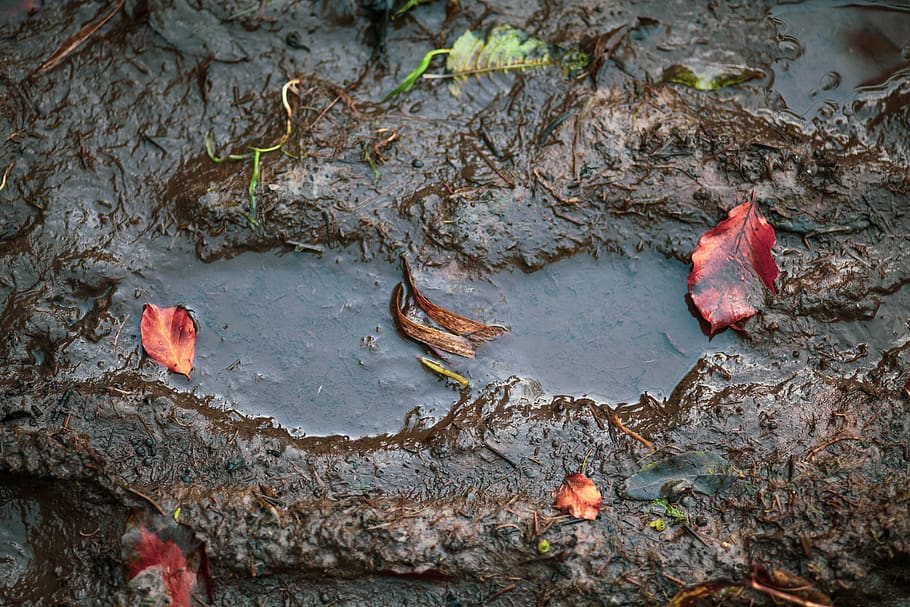 footprint, mud, shoe print, clay, ground, leaves, reprint, autumn, dirty, wet