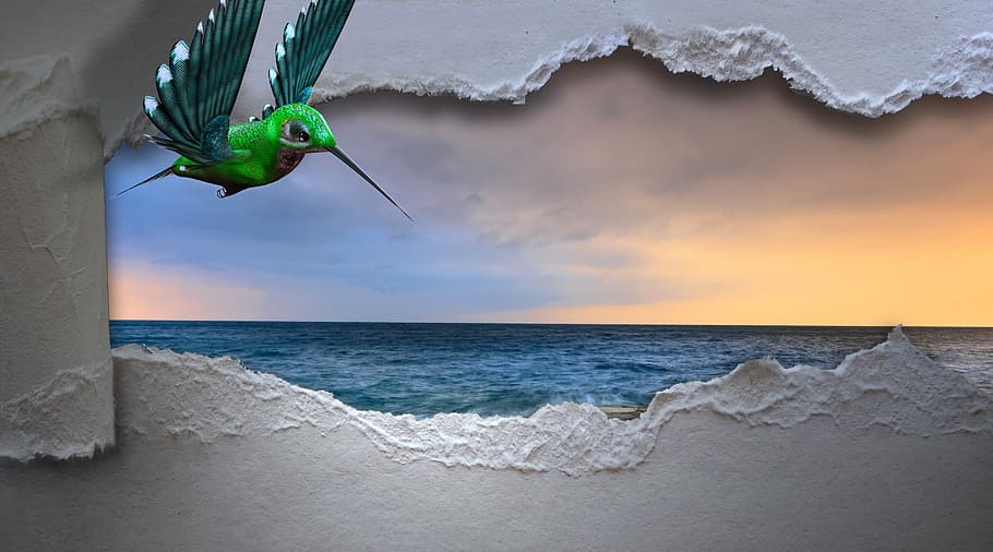 green hummigbird illustration, hummingbird, sea, breakthrough, bird, longing, liberation, dom, assembly, paper