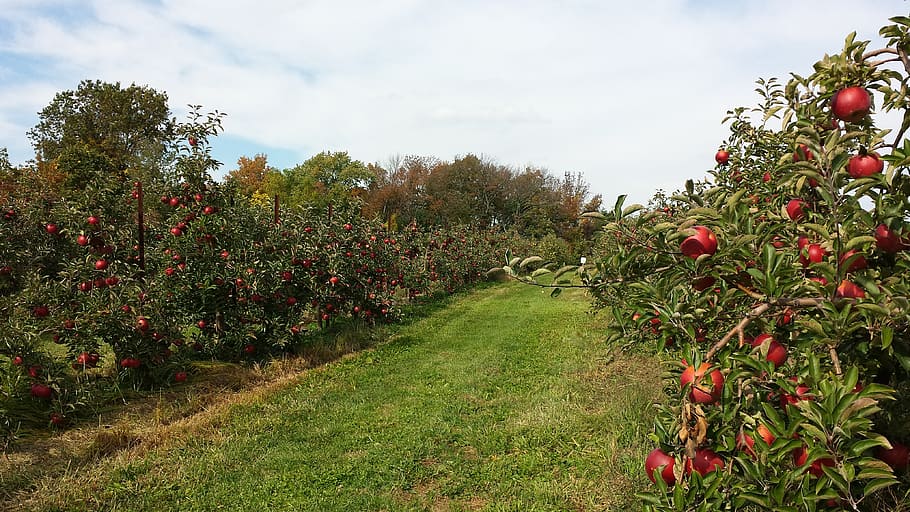 pertanian apel merah, kebun, apel, pertanian, buah, panen, pohon, lezat, pertumbuhan, produksi