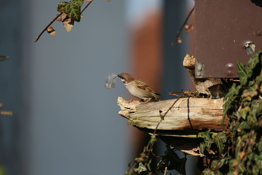 bird, sparrow, songbird, sitting, the cheeky sparrow, cheeky, composing, mood, close up, atmospheric