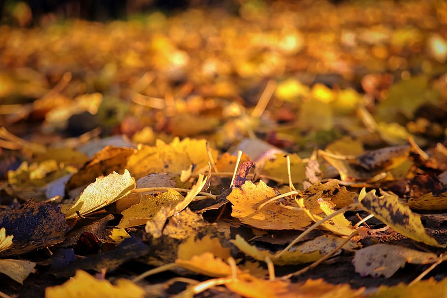 outono, folhas, natureza, floresta, folhagem de outono, colorido, folha, cores de outono, folhas de outono, temporada