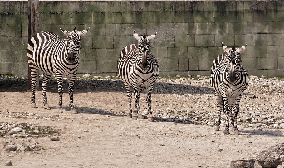 striped, triple, zebra, africa, wildlife, safari Animals, animal, nature, animals In The Wild, mammal