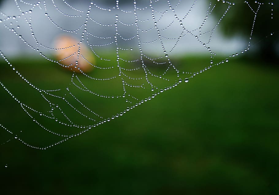 spider, web, nature, dew, cobweb, close up, natural, pattern, insect, network