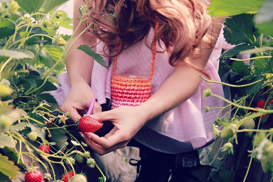 イチゴを収穫する人, 日中, 人, 収穫, イチゴ, 日, 時間, 女性, 自然, ガーデニング