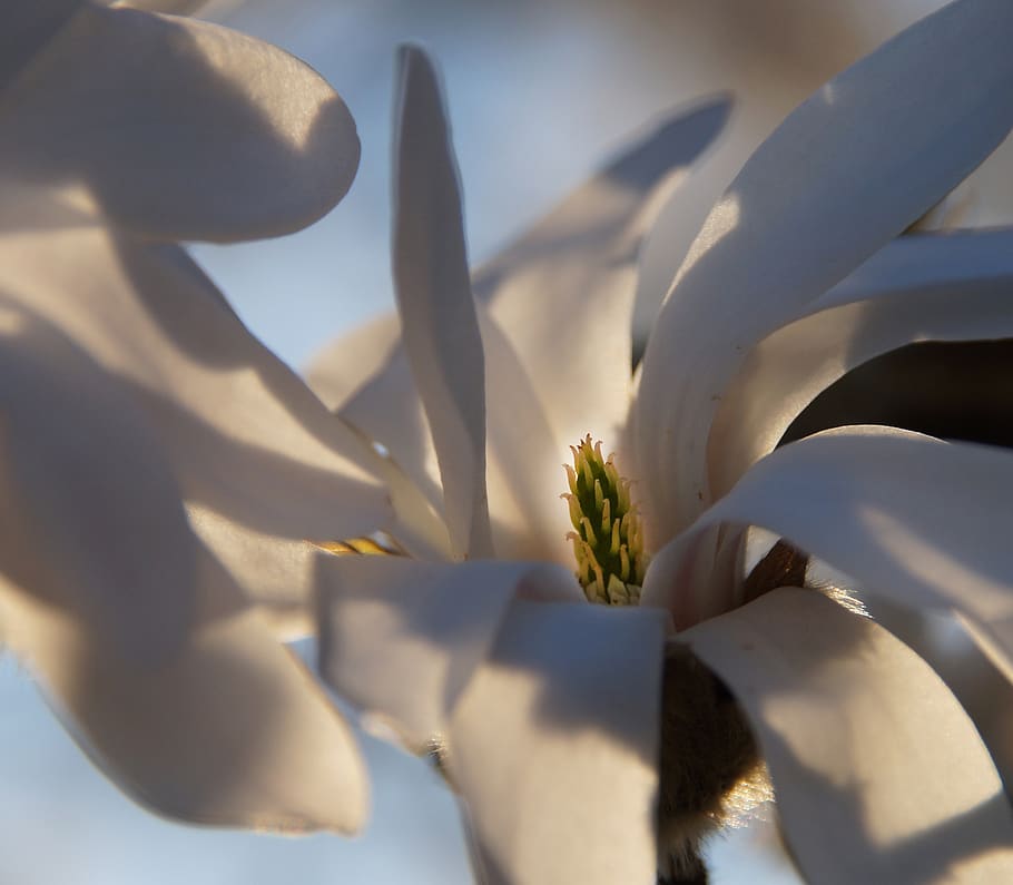magnólia estrela, flor, arbusto, planta, close-up, branco, primavera, magnólia, folhas, sol