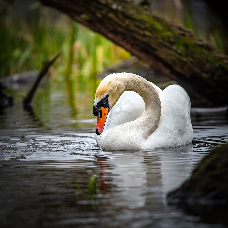swan, white, nature, water, bird, lake, elegant, swim, noble, pride