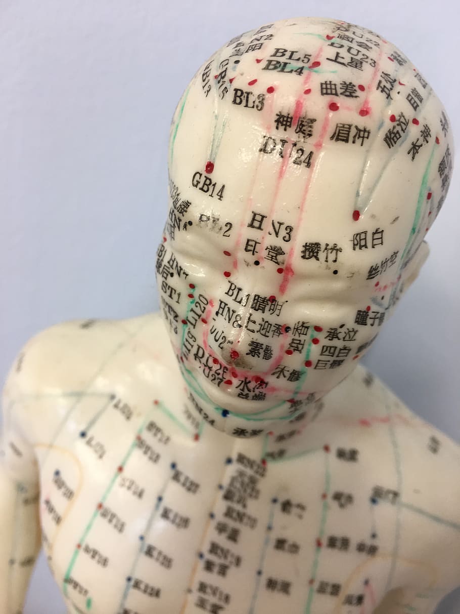 acupuncture, acupuncture model, mannequin, medical, healthcare, anatomy, traditional chinese medicine, indoors, close-up, number
