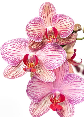 Fotos orquídea blanca libres de regalías | Pxfuel