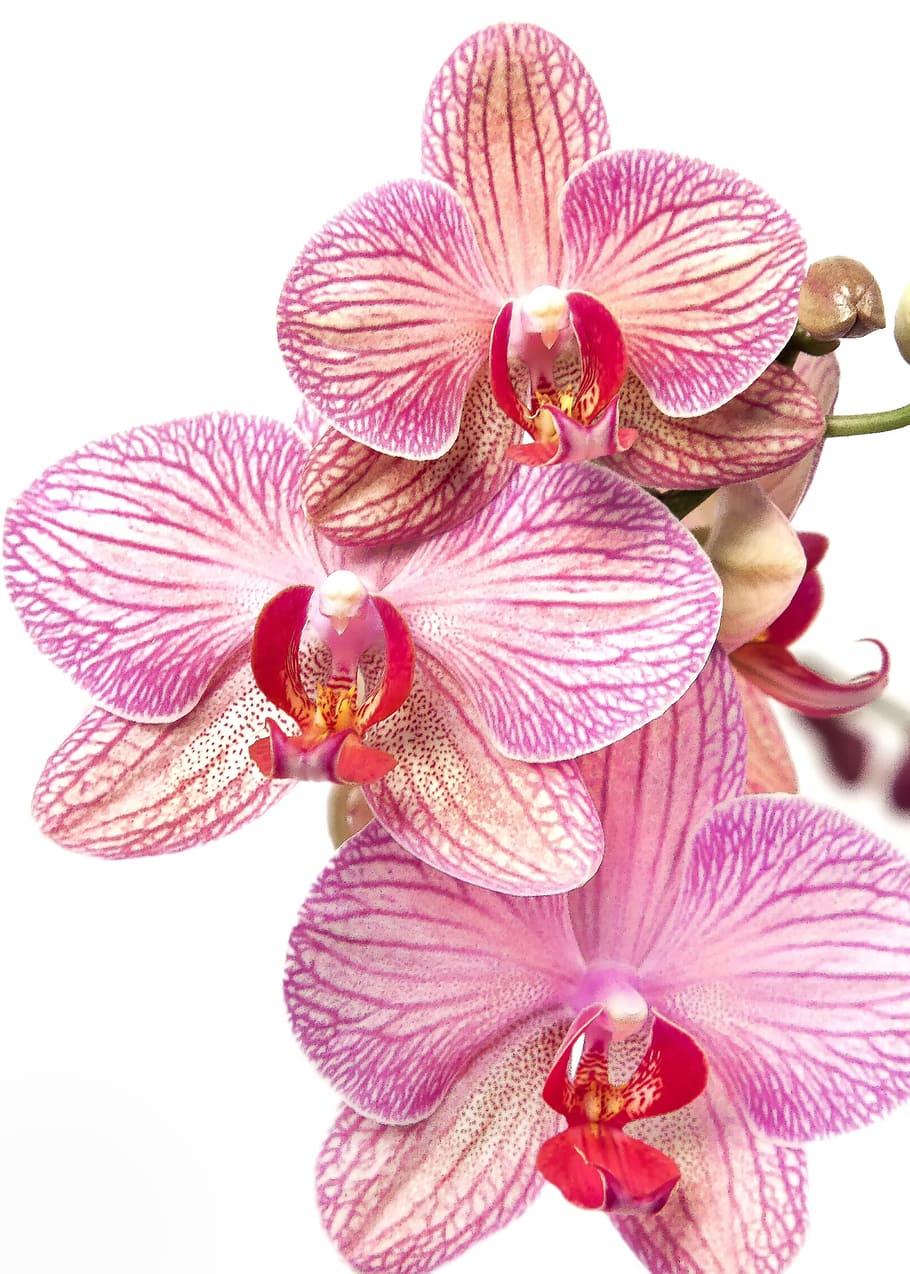 closeup, photography, white-and-purple moth orchids, white, background, closeup photography, purple, Moth, Orchids, orchid