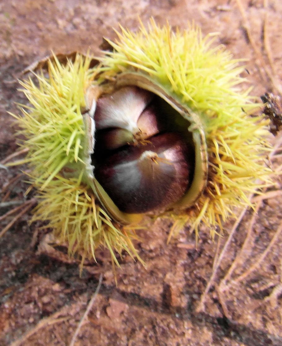 Maroni, Fall, autumn, prickly, sweet chestnuts, palatinate, odenwald, chestnut, close-up, thorn