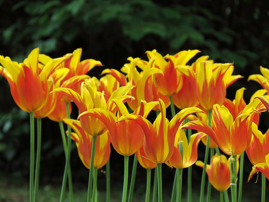 tulipanes, loro, brillante, jardín, Flor, planta floreciente, planta, frescura, belleza en la naturaleza, fragilidad