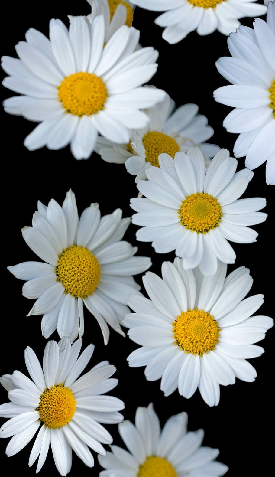 white, yellow, flowers, flower, daisy, daisies, background, floral, black,  petal | Pxfuel