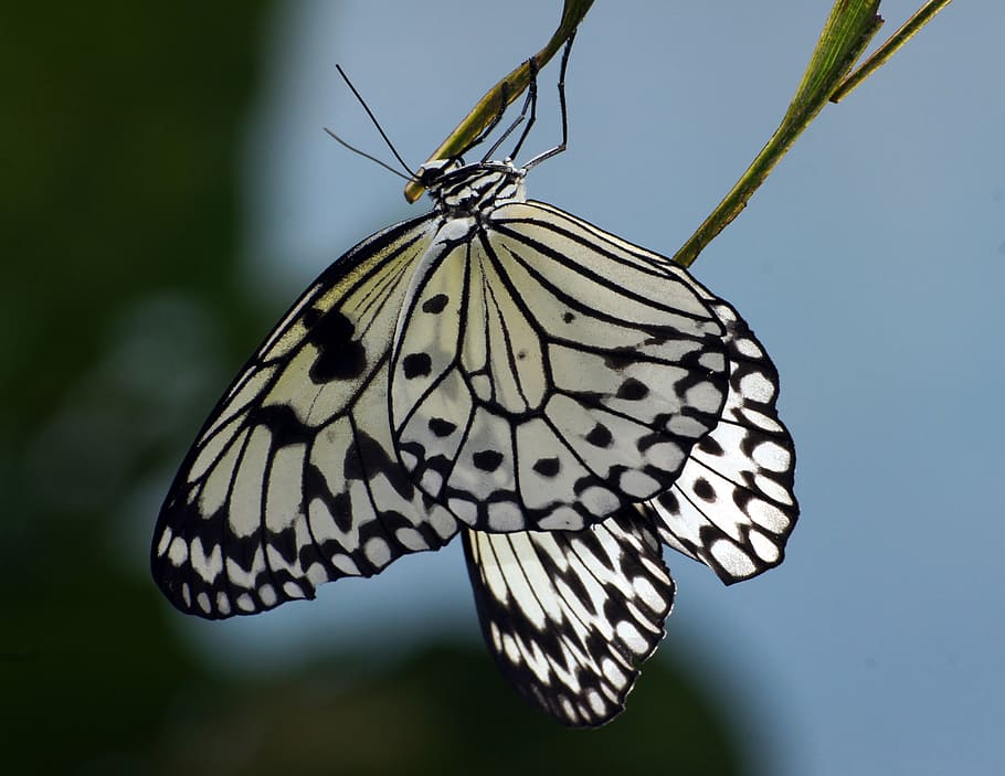 Paper, Kite, Malaysia, white and black butterfly, animals in the wild, animal wildlife, insect, animal themes, animal wing, invertebrate