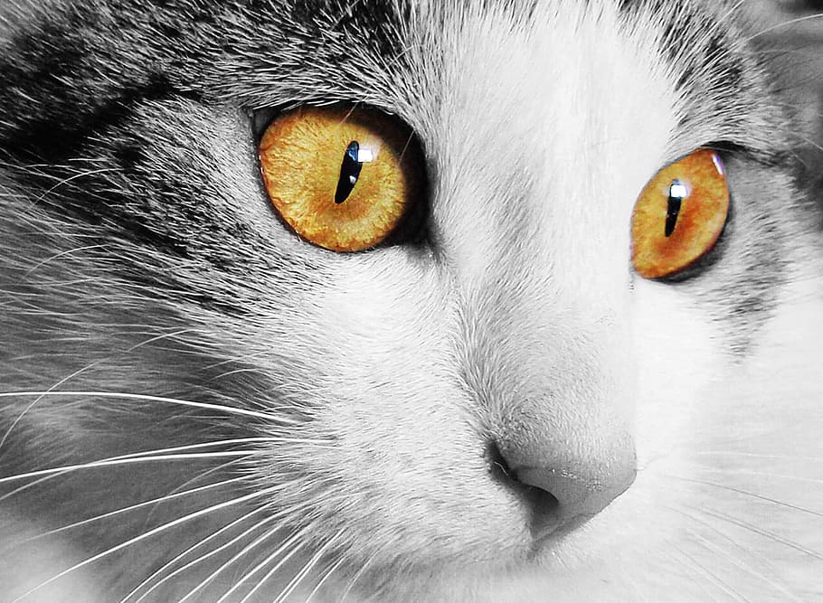 白猫, 猫, 家, 動物, 猫の目, 目, ペット, ビュー, 顔, 視線