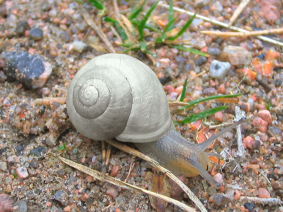 Snail, Mollusc, Crawling, Spiral, mollusk, gray, biology, macro, armor, gastropoda