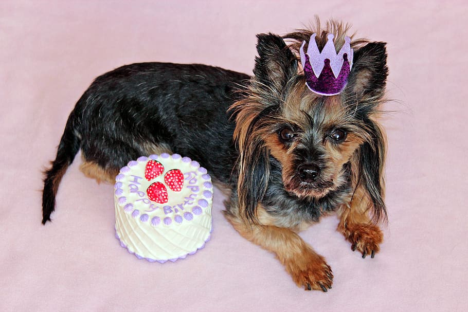 yorkie, perro, pastel, cumpleaños, princesa, corona, belleza, temas de animales, animal, doméstico