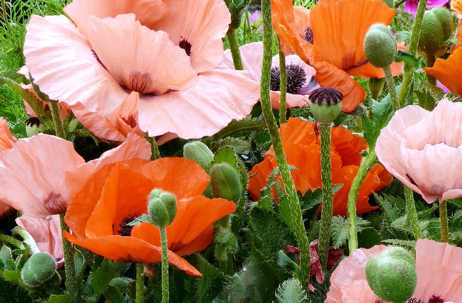 Poppies, Flowers, Garden, Confusion, the plethora of, poppy flower, blooming poppies, spring, nature, makowka