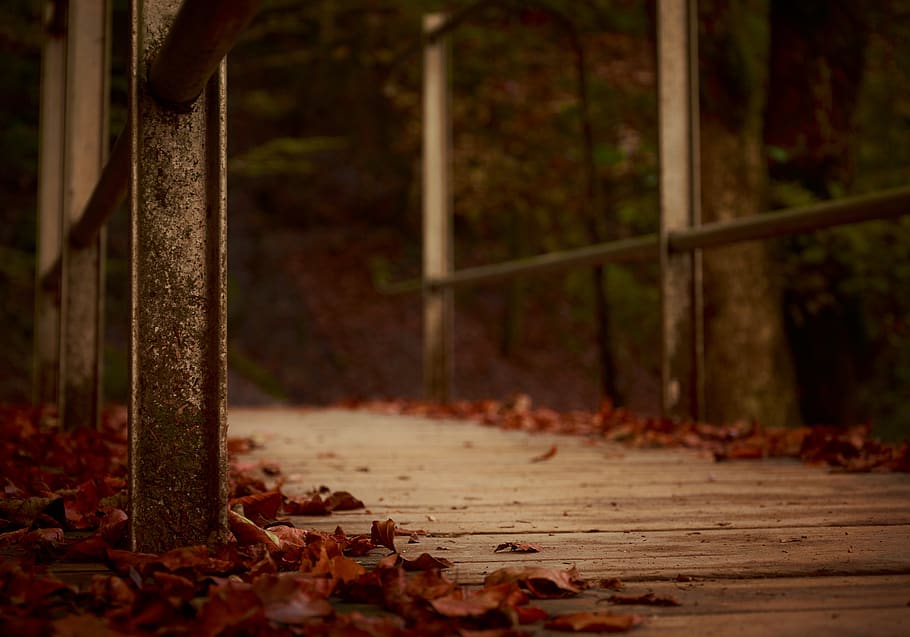 oscuro, puente, estructura, acero, madera, camino, hojas, otoño, tierra, bosque