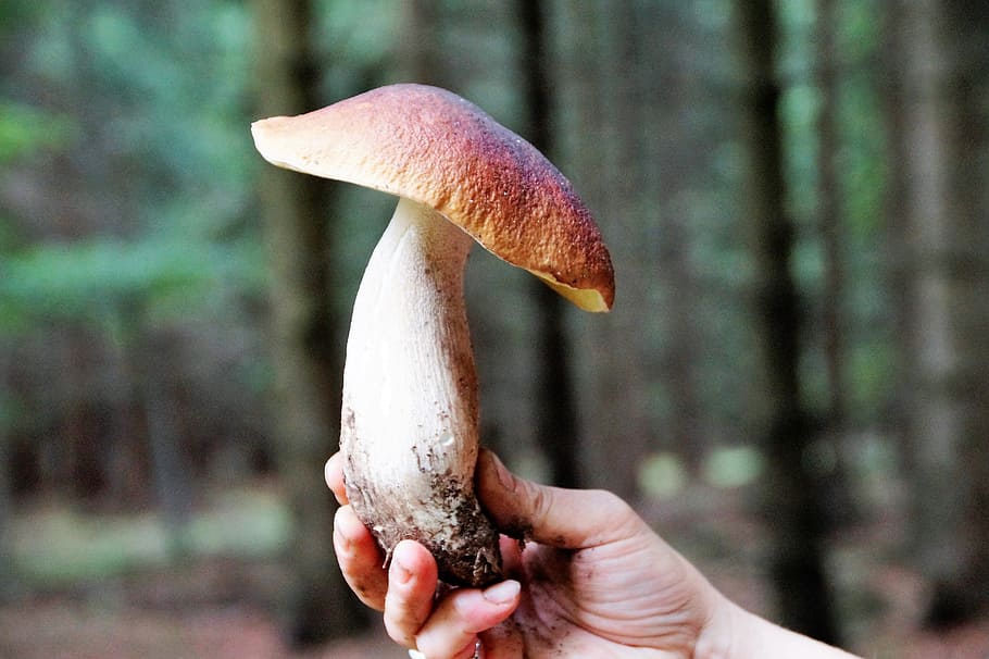 Fungus, Boletus, Genuine, Forest, Edible, mushroom picking, collection, human hand, human body part, holding